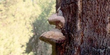 Hongo yesquero (Fomes fometarius)