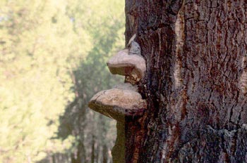 Hongo yesquero (Fomes fometarius)