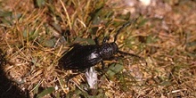 Longicornio zapador (Dorcadion castilianum)