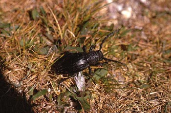 Longicornio zapador (Dorcadion castilianum)