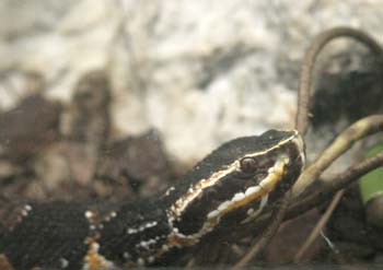 Serpiente (Serpéntido)