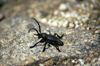 Longicornio zapador (Dorcadion castilianum)