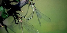 Caballito del diablo (Lestes sponsa)