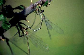 Caballito del diablo (Lestes sponsa)
