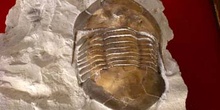 Isoletus maximus (Trilobites) Ordovícico