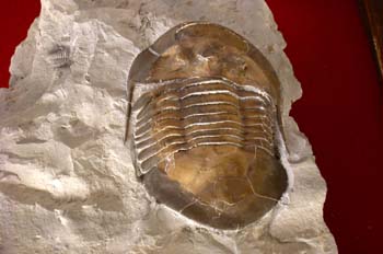 Isoletus maximus (Trilobites) Ordovícico