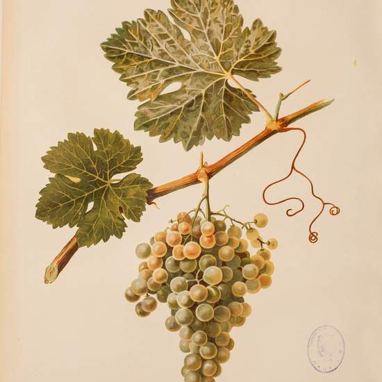 IES_CARDENALCISNEROS_BOTÁNICA_II_LÁMINAS_072