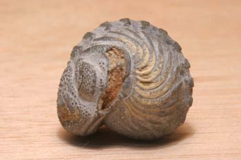 Phacops rana (Trilobites) Silúrico