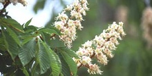 Castaño de Indias - Flor (Aesculus hippocastanum)