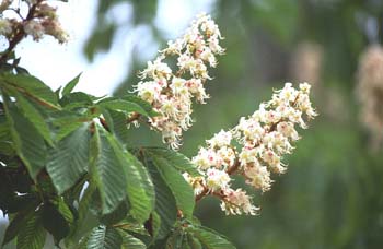 Castaño de Indias - Flor (Aesculus hippocastanum)