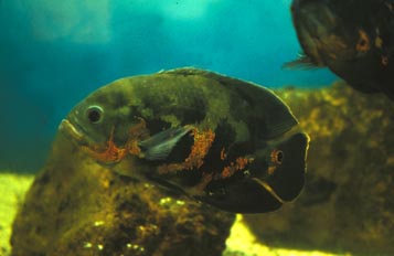 Oscar (Astronotus sp.)