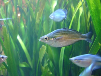 Pez arcoiris (Melanotaenia sp.)