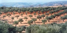 Olivo - Olivar (Olea europaea)