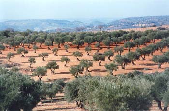 Olivo - Olivar (Olea europaea)