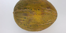 Melón