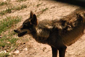 Lobo (Canis lupus)