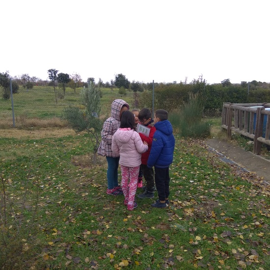 REVOLOTEANDO POR BOSQUE SUR -  3º PRIMARIA (CURSO 19/20) 9