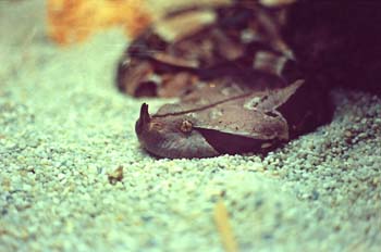Vibóra de Gabón (Bitis gabonica)