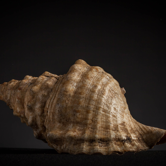 IES_CARDENALCISNEROS_CONCHAS_141