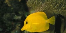 Pez cirujano amarillo (Zebrasoma flavescens)