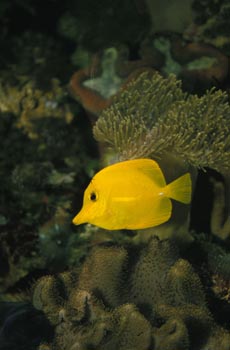 Pez cirujano amarillo (Zebrasoma flavescens)