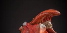 IES_CARDENALCISNEROS_ANATOMIA_MODELOS_030