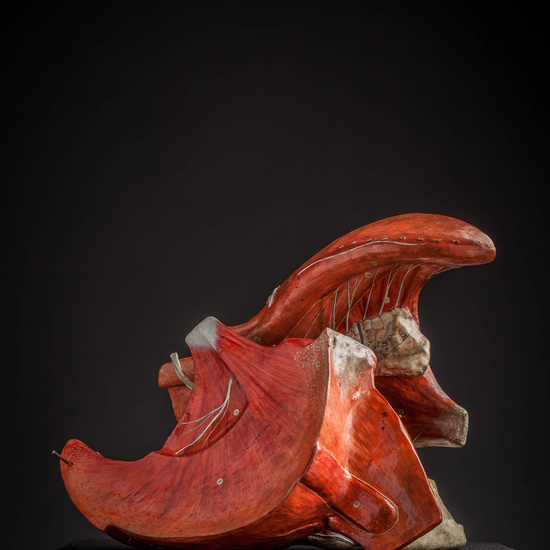 IES_CARDENALCISNEROS_ANATOMIA_MODELOS_030