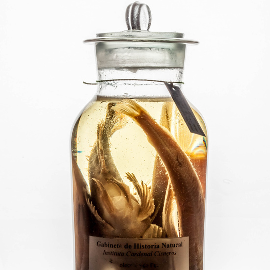 IES_CARDENALCISNEROS_CIENCIASNATURALES_396