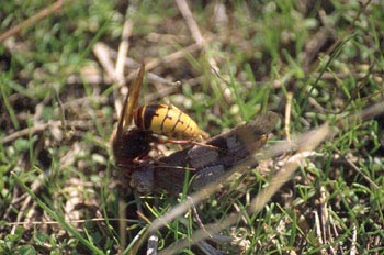 Avispón (Vespa crabro)