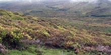 Paisaje de Miconia en la parte alta de San Cristóbal, Ecuador