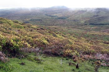 Paisaje de Miconia en la parte alta de San Cristóbal, Ecuador