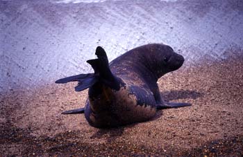 Lobo marino del Sur, Argentina