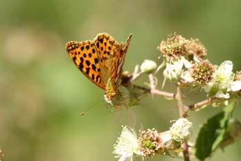 Sofía (Issoria lathonia)