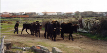 Vacas de raza sayaguesa en Bermillo de Sayago, Zamora, Castilla