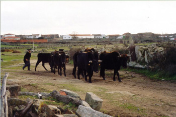 Vacas de raza sayaguesa en Bermillo de Sayago, Zamora, Castilla