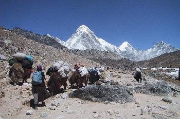 Yaks cargando equipo de una expedición