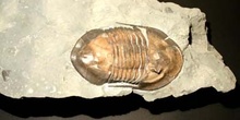 Isoletus maximus (Trilobites) Ordovícico