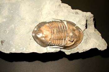Isoletus maximus (Trilobites) Ordovícico