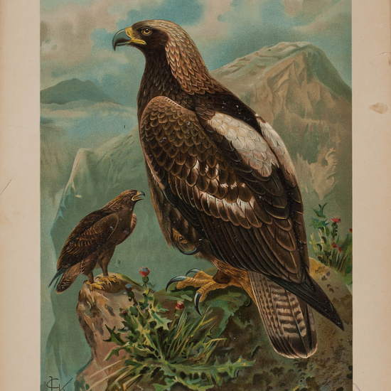 IES_CARDENALCISNEROS_AVES_LAMINAS_189