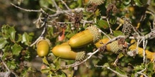 Coscoja / carrasca - Bellota (Quercus coccifera)