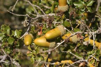 Coscoja / carrasca - Bellota (Quercus coccifera)