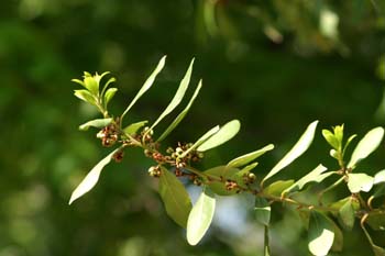Laurel - Hojas/Flores Fem (Laurus nobilis)