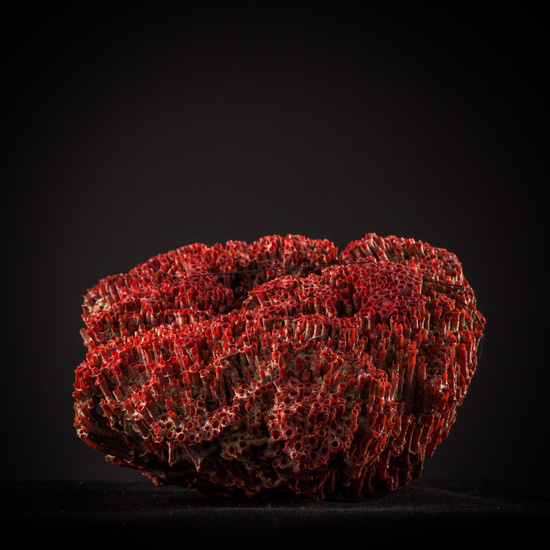 IES_SANISIDRO_BIOLOGIA_434