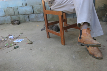 Perrito jugando en los pies, Quilombo, Sao Paulo, Brasil