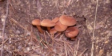 Cortinarius sp.