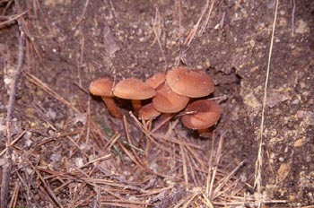 Cortinarius sp.