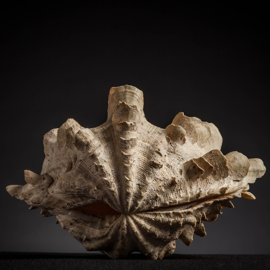 IES_CARDENALCISNEROS_CONCHAS_083