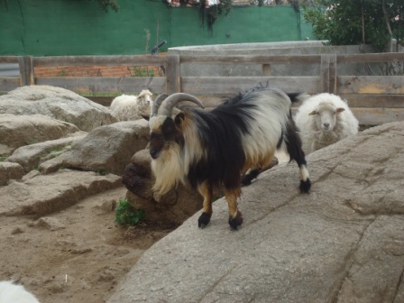 2017_03_LOS PULPOS Y LA GRANJA ESCUELA 1