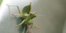 Mantis jóven (Mantis religiosa)