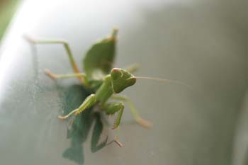 Mantis jóven (Mantis religiosa)